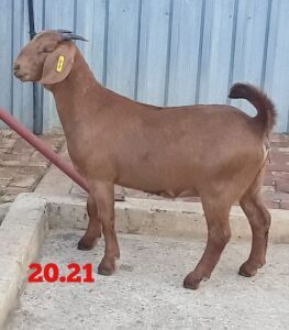 LOT 137 1X OOI/EWE Stephanie Hanekom POTENTIAL STUD