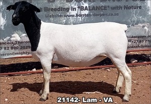 1X DORPER OOI/EWE T5 TOP B