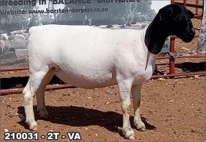 1X DORPER OOI/EWE T5 TOP B