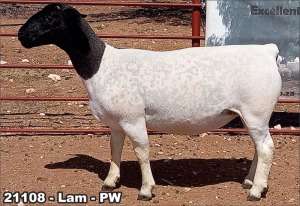 1X DORPER OOI/EWE T5 TOP B