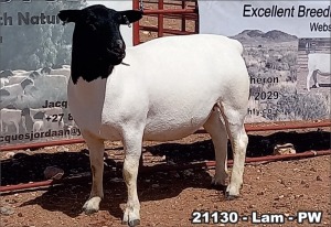 1X DORPER OOI/EWE T5 TOP B