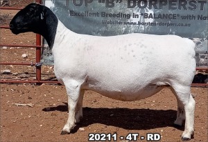 1X DORPER OOI/EWE T5 TOP B