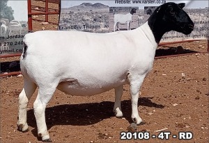 1X DORPER OOI/EWE T5 TOP B