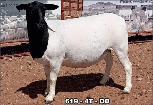 1X DORPER OOI/EWE STUD TOP B