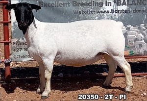 1X DORPER OOI/EWE T5 TOP B