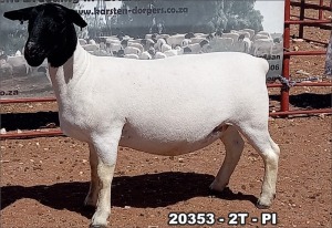 1X DORPER OOI/EWE T5 TOP B