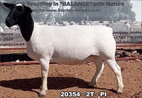 1X DORPER OOI/EWE T5 TOP B