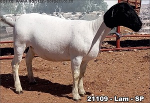 1X DORPER OOI/EWE TOP B