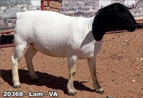 1X DORPER OOI/EWE T5 TOP B