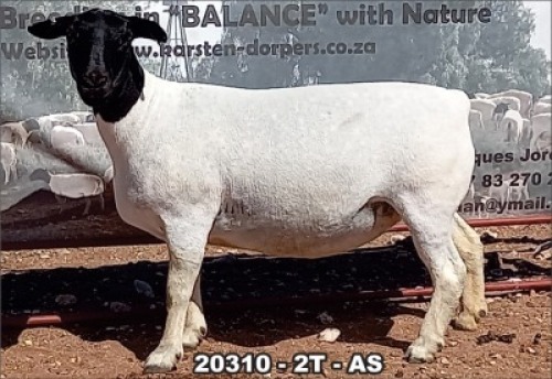 1X DORPER OOI/EWE STUD TOP B