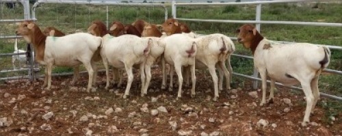 6X PERSIE OOI/EWE TOP B
