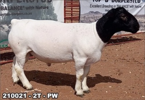1X DORPER RAM T5 TOP B