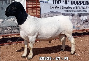 1X DORPER RAM FLOCK TOP B