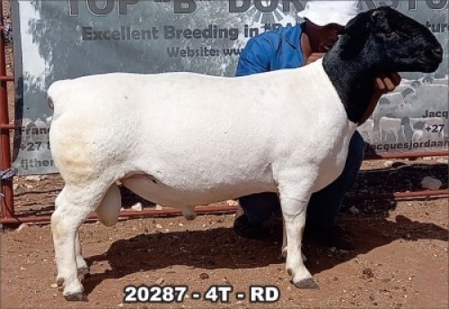1X DORPER RAM STUD TOP B