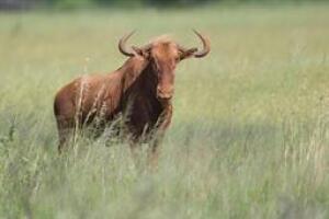 1 X GOLDEN WILDEBEEST M:1