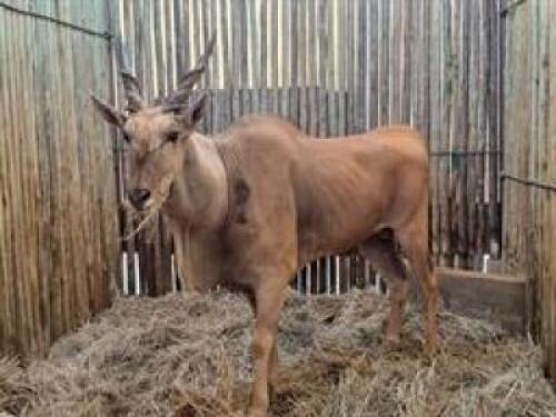 1 X ELAND M:1