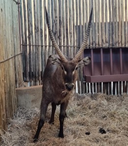 1 X WATERBUCK M:1