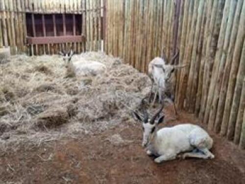 3 X WHITE SPRINGBUCK M:3 (PAY PER PIECE TO TAKE ALL)