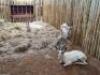 3 X WHITE SPRINGBUCK M:3 (PAY PER PIECE TO TAKE ALL)