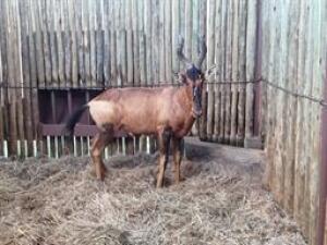 1 X RED HARTEBEEST M:1 