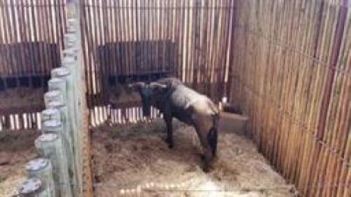 1 X BLUE WILDEBEEST M:1