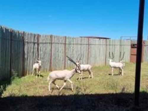 7 X WHITE BLESBUCK M:7 (PAY PER PIECE TO TAKE ALL)