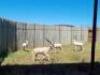 7 X WHITE BLESBUCK M:7 (PAY PER PIECE TO TAKE ALL)