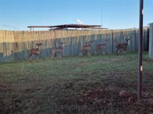 7 X KUDU FAMILY M:1 V/F:6 (PAY PER PIECE TO TAKE ALL)