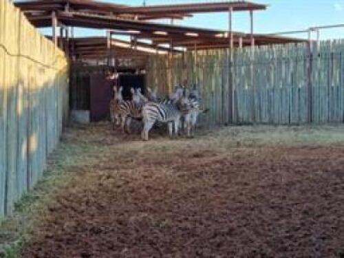 6 X ZEBRA M:6 V/F: (PAY PER PIECE TO TAKE ALL)