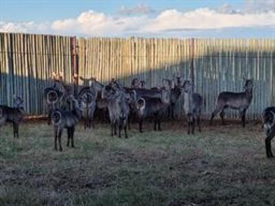 14+5 X WATERBUCK V/F:14 (PAY PER PIECE TO TAKE ALL)