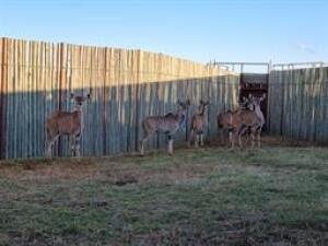 6 X KUDU FAMILY M:2 V/F:4 (PAY PER PIECE TO TAKE ALL)