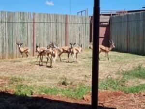 4 X COPPER SPRINGBUCK 14" M:4 (PAY PER PIECE TO TAKE ALL)