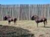 5 X BLACK WILDEBEEST M:5 (PAY PER PIECE TO TAKE ALL)