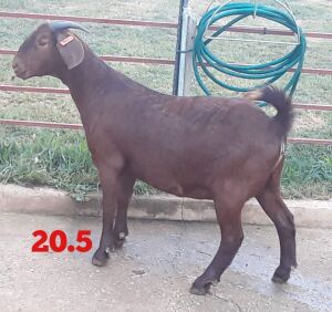 LOT 153 1X OOI/EWE Stephanie Hanekom POTENTIAL STUD