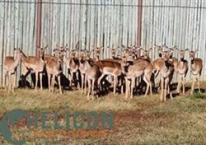 22 X IMPALA FAMILY M:1 V/F:21 (PAY PER PIECE TO TAKE ALL)