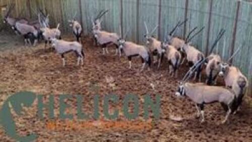 17 X ORYX FAMILY M:4 V/F:13 (PAY PER PIECE TO TAKE ALL)