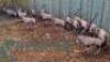 17 X ORYX FAMILY M:4 V/F:13 (PAY PER PIECE TO TAKE ALL)