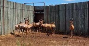 14X RED HARTEBEEST FAMILY M: 3 V/F: 11(PAY PER PIECE TO TAKE ALL)