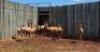 14X RED HARTEBEEST FAMILY M: 3 V/F: 11(PAY PER PIECE TO TAKE ALL)