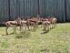 10 X SPRINGBUCK M:10 (PAY PER PIECE TO TAKE ALL)