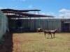 2 X BLESBUCK 17" BLUE TAPE M:2 (PAY PER PIECE TO TAKE ALL)