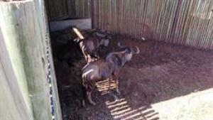 4 X BLUE WILDEBEEST M:3 (PAY PER PIECE TO TAKE ALL)
