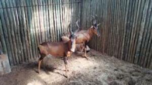 3 X RED HARTEBEEST M:3 (PAY PER PIECE TO TAKE ALL)