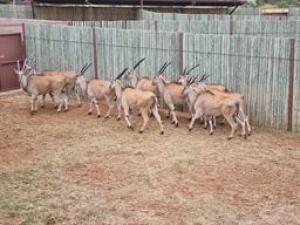 9 X ELAND M:1 V/F:8 (PAY PER PIECE TO TAKE ALL)