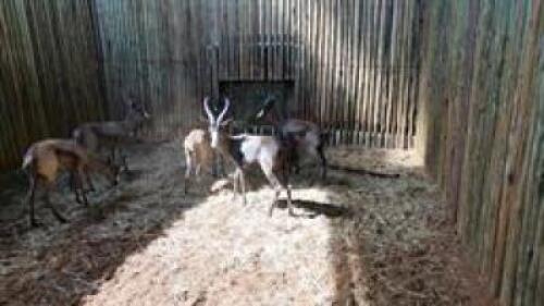 3 X SPRINGBUCK M:3 (PAY PER PIECE TO TAKE ALL)