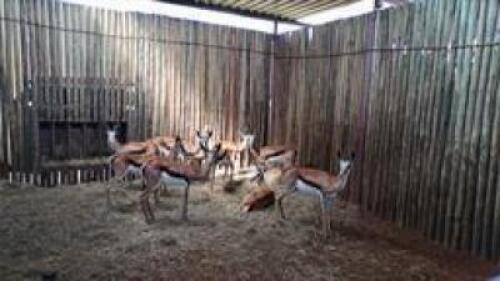 9 X SPRINGBUCK V/F:10 (PAY PER PIECE TO TAKE ALL)