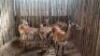 5 X LECHWE V/F:5 (PAY PER PIECE TO TAKE ALL)