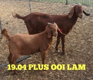 LOT 154 1X OOI met Ooilam/EWE  with EWE lambStephanie Hanekom FLOCK