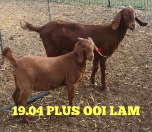 LOT 154 1X OOI met Ooilam/EWE&nbsp; with EWE lambStephanie Hanekom FLOCK