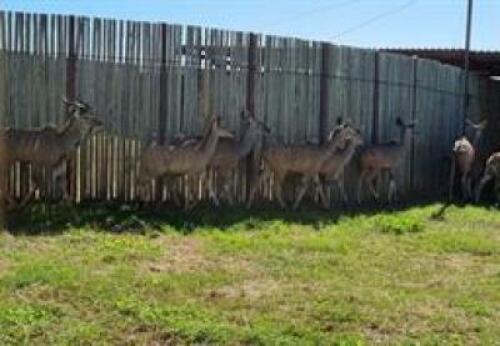 10+1 X KUDU FAMILY M:2 V/F:8 (PAY PER PIECE TO TAKE ALL)